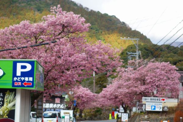 河津七滝メインストリート