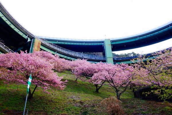 河津七滝ループ橋下