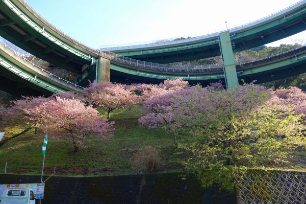 河津七滝ループ橋下