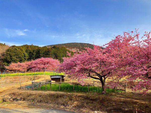 上佐ヶ野地区　ブルーベリーの里