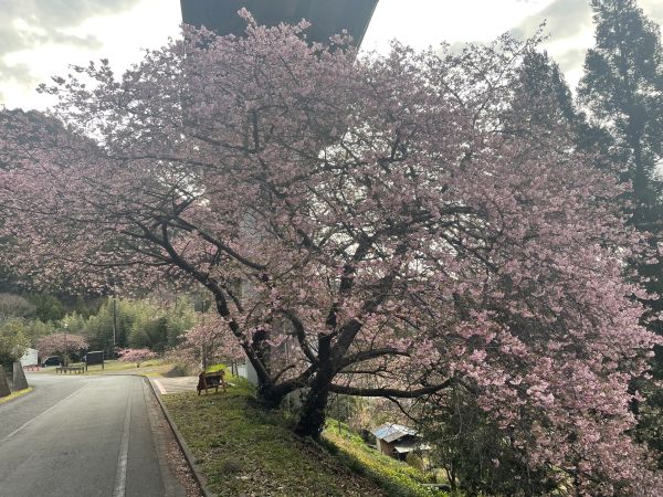上条の桜