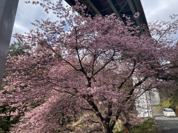 河津七滝「上条の桜」