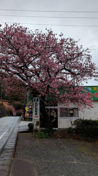 七滝温泉ホテルの桜