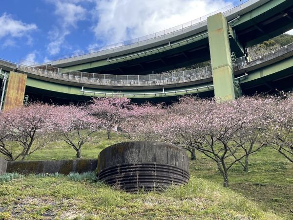 河津七滝ループ橋下