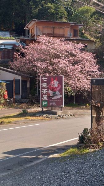 大滝入り口の桜