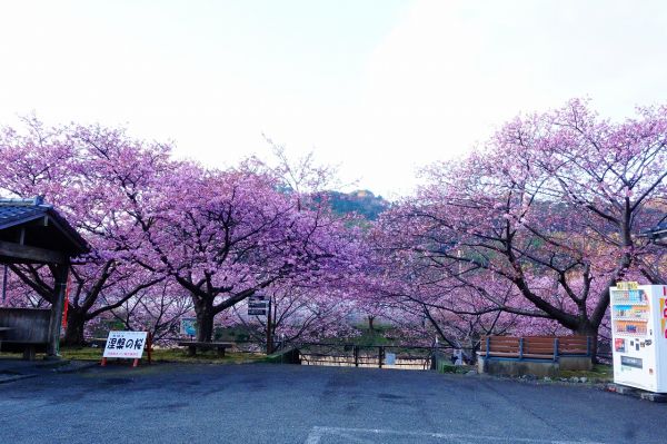 沢田涅槃堂駐車場