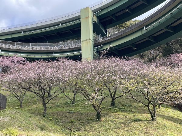 河津七滝ループ橋