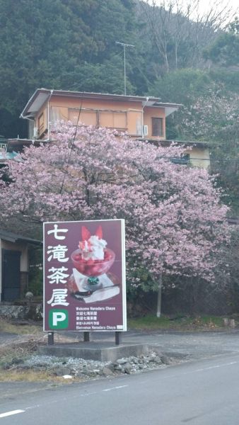 大滝入り口の桜