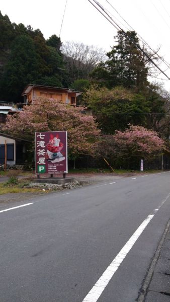 七滝界隈の桜