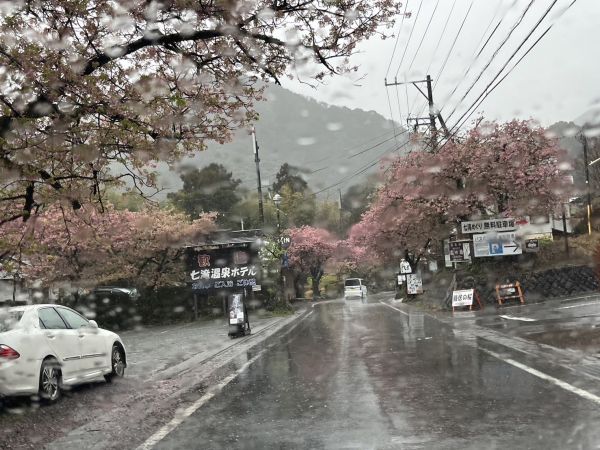 七滝界隈の桜