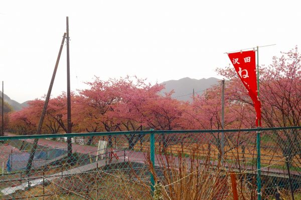 沢田涅槃堂駐車場