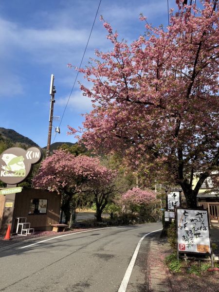 河津七滝七滝界隈の桜