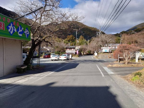 河津七滝界隈の桜