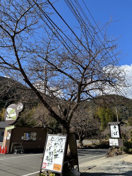 河津七滝界隈の桜
