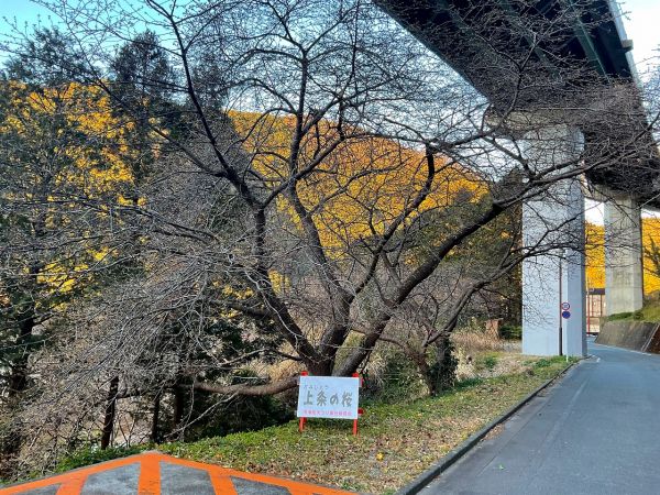 河津七滝界隈の桜