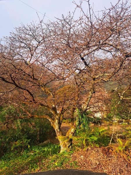 河津七滝界隈の桜