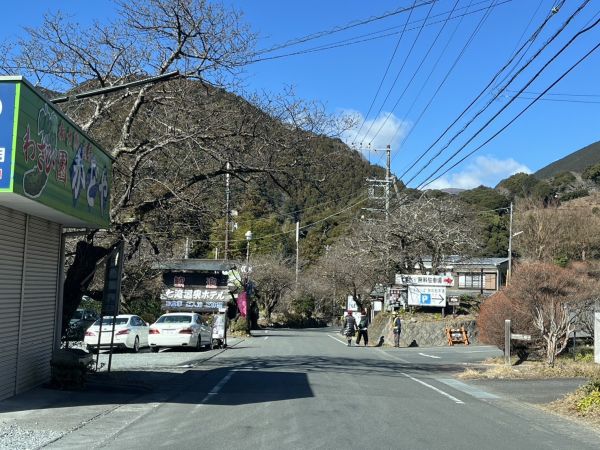 河津七滝界隈の桜