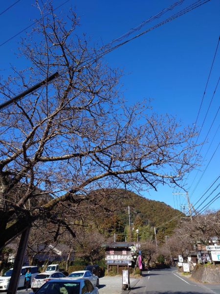 河津七滝界隈の桜