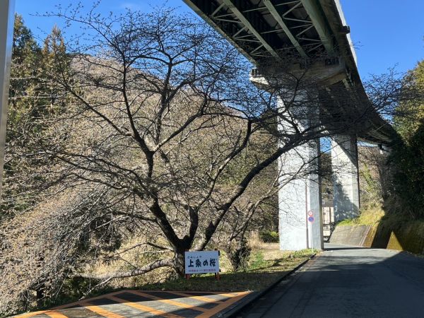 河津七滝界隈の桜