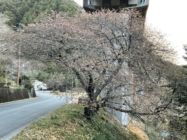 河津七滝「上条の桜」