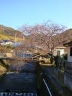 くるまの桜