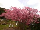下佐ヶ野公園