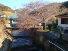 くるまの桜