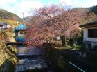 くるまの桜