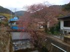 くるまの桜