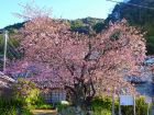 河津桜原木