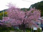 河津桜原木