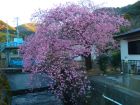 くるまの桜