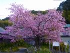 河津桜原木