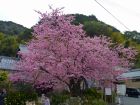 河津桜原木