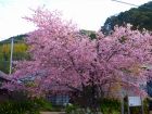 河津桜原木