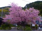 河津桜原木