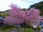 河津桜原木