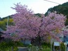 河津桜原木