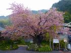 河津桜原木