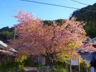 河津桜原木