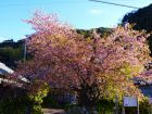 河津桜原木