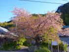 河津桜原木