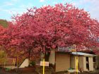 友城の桜