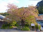 河津桜原木