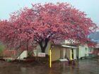 友城の桜