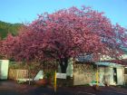 友城の桜