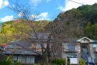 河津桜原木