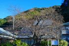 河津桜原木