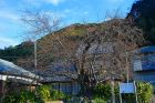 河津桜原木