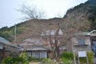 河津桜原木